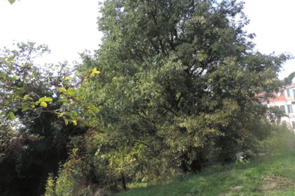 Bagolaro ?  S, Celtis australis